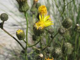 Attēlu rezultāti vaicājumam “Sonchus arvensis subsp. uliginosus flower”