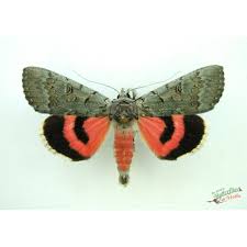 Attēlu rezultāti vaicājumam “Catocala pacta”