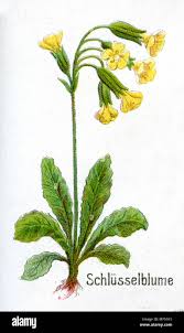 Image result for Himmelschlüssel