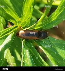 Attēlu rezultāti vaicājumam “Dalopius marginatus”
