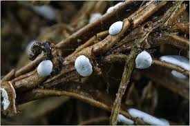 Attēlu rezultāti vaicājumam “Didymium difforme macro”