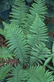 Attēlu rezultāti vaicājumam “Dryopteris filix-mas”