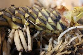 Attēlu rezultāti vaicājumam “Nuphar lutea fruit”