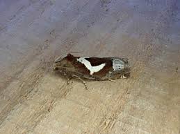 Attēlu rezultāti vaicājumam “Epiblema foenella”