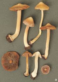 Attēlu rezultāti vaicājumam “Inocybe lanuginosa”