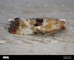 Attēlu rezultāti vaicājumam “Eupoecilia angustana”