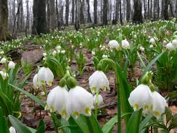 Attēlu rezultāti vaicājumam “Leucojum vernum var. carpathicum”