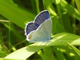 Attēlu rezultāti vaicājumam “Everes argiades female”