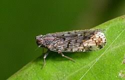 Attēlu rezultāti vaicājumam “Cixiidae”