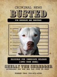 Image result for Stafford Sabotage