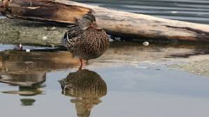 Attēlu rezultāti vaicājumam “Anas platyrhynchos juvenile”