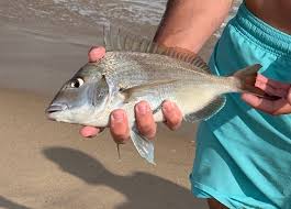 Image result for Stenotomus chrysops