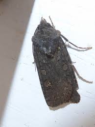 Attēlu rezultāti vaicājumam “Euxoa nigricans”