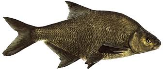 Image result for Abramis brama