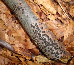 Attēlu rezultāti vaicājumam “Diatrype disciformis”