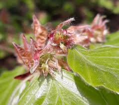 Attēlu rezultāti vaicājumam “Fagus sylvatica flower”