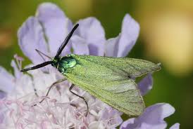 Attēlu rezultāti vaicājumam “Adscita statices”