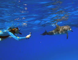 Image result for Durley Dolphin Diver