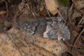 Attēlu rezultāti vaicājumam “Archiearis parthenias”