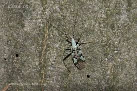 Attēlu rezultāti vaicājumam “Phytocoris tiliae”