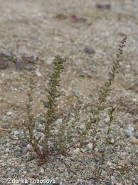 Image result for Chenopodium botrys