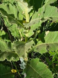 Image result for Verbascum phlomoides