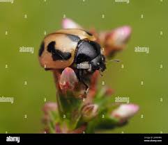 Attēlu rezultāti vaicājumam “Coccinella hieroglyphica”