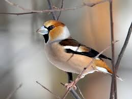 Attēlu rezultāti vaicājumam “Coccothraustes coccothraustes”