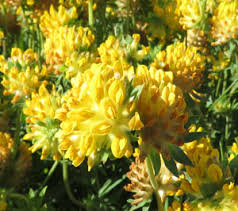 Attēlu rezultāti vaicājumam “Oenothera rubricauli”