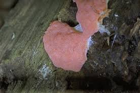 Attēlu rezultāti vaicājumam “Dictydiaethalium plumbeum”