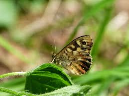 Attēlu rezultāti vaicājumam “Pararge aegeria underside”