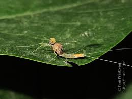 Attēlu rezultāti vaicājumam “Ephemeroptera imago”