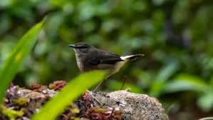 Attēlu rezultāti vaicājumam “Phylloscopus trochiloides adult”