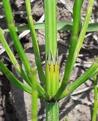 Attēlu rezultāti vaicājumam “Equisetum palustre”