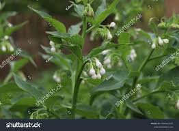 Attēlu rezultāti vaicājumam “Symphytum officinale bud”