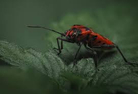 Attēlu rezultāti vaicājumam “Corizus hyoscyami imago”