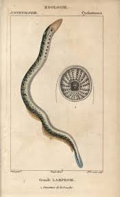 Image result for Petromyzon marinus