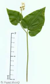 Attēlu rezultāti vaicājumam “Maianthemum bifolium”