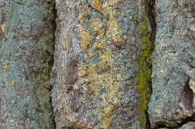 Attēlu rezultāti vaicājumam “Chaenotheca ferruginea”