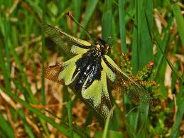 Attēlu rezultāti vaicājumam “Licea chelonoides”