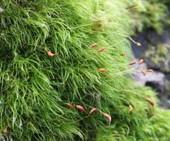 Attēlu rezultāti vaicājumam “Dicranella heteromalla”