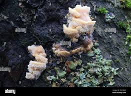 Attēlu rezultāti vaicājumam “Antrodiella serpula”