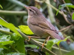 Image result for Phylloscopus schwarzi