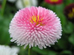 Image result for Bellis perennis