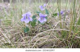 Attēlu rezultāti vaicājumam “Viola riviniana flower”