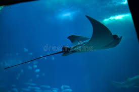 Image result for Aetomylaeus bovinus