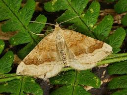 Attēlu rezultāti vaicājumam “Scotopteryx chenopodiata”