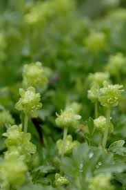 Attēlu rezultāti vaicājumam “Adoxa moschatellina”