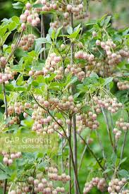 Attēlu rezultāti vaicājumam “Enkianthus chinensis”