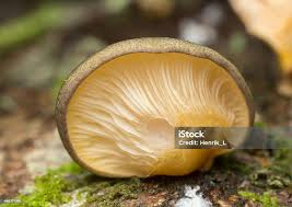 Attēlu rezultāti vaicājumam “Panellus serotinus”